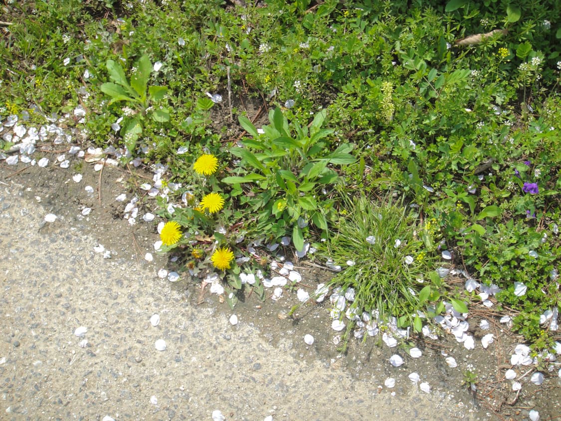 소니 사이버샷 DSC-T90 [작례⭕️, 입문디카 추천] 상품이미지3