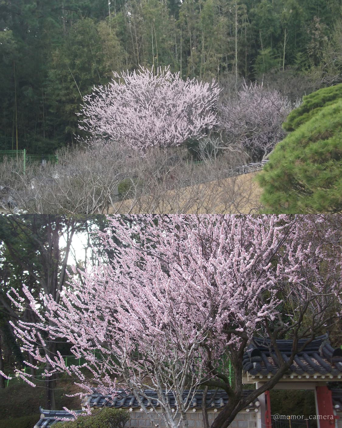 블러리/뽀용한느낌🤍FUJIFILM FINEPIX JV100 후지필름 상품이미지10