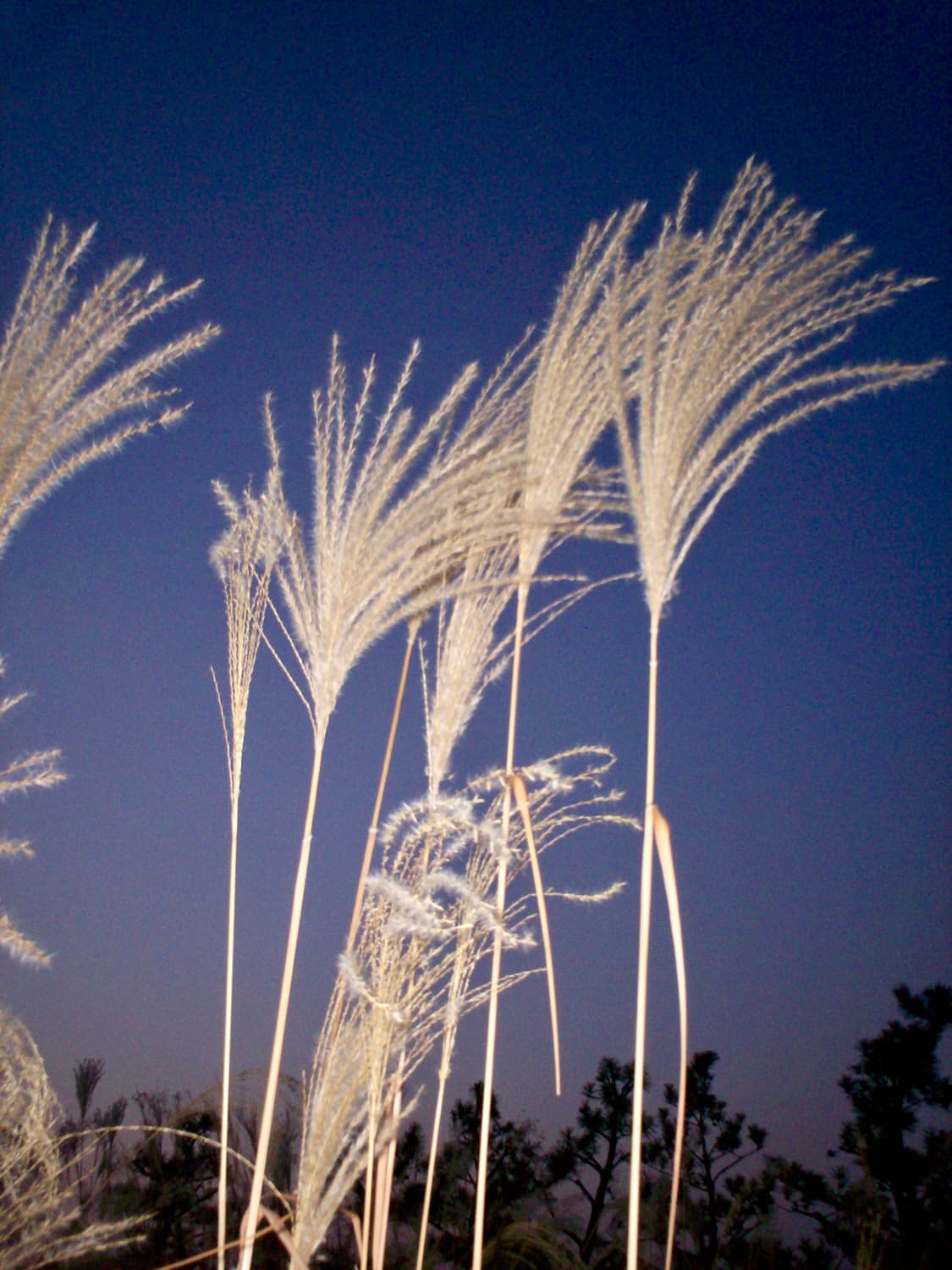 kodak DC215 ZOOM 카메라 상품이미지10