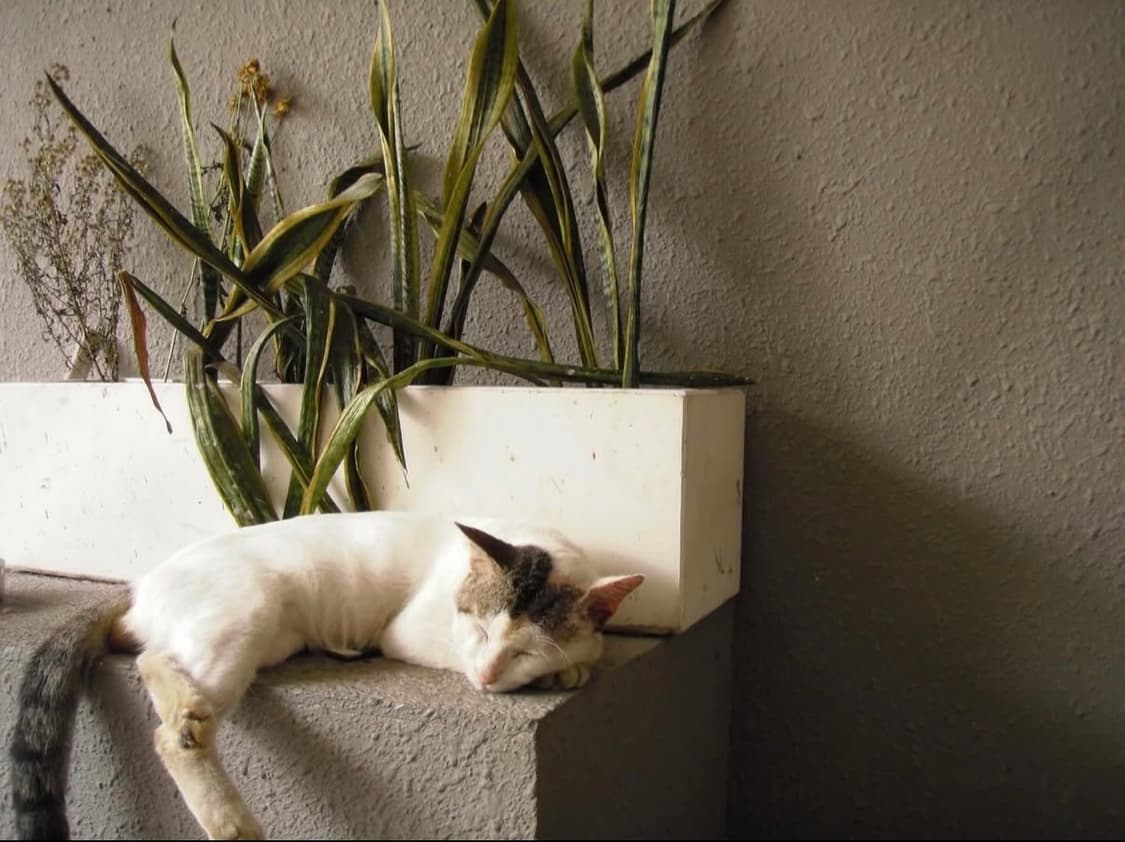 올림푸스 뮤 OLYMPUS μ-550 WP (WATER) 디지털카메라 상품이미지7