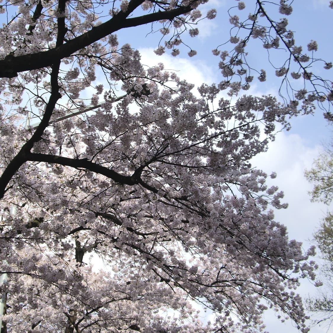 펜탁스 옵티오 A10(작례O) 상품이미지10