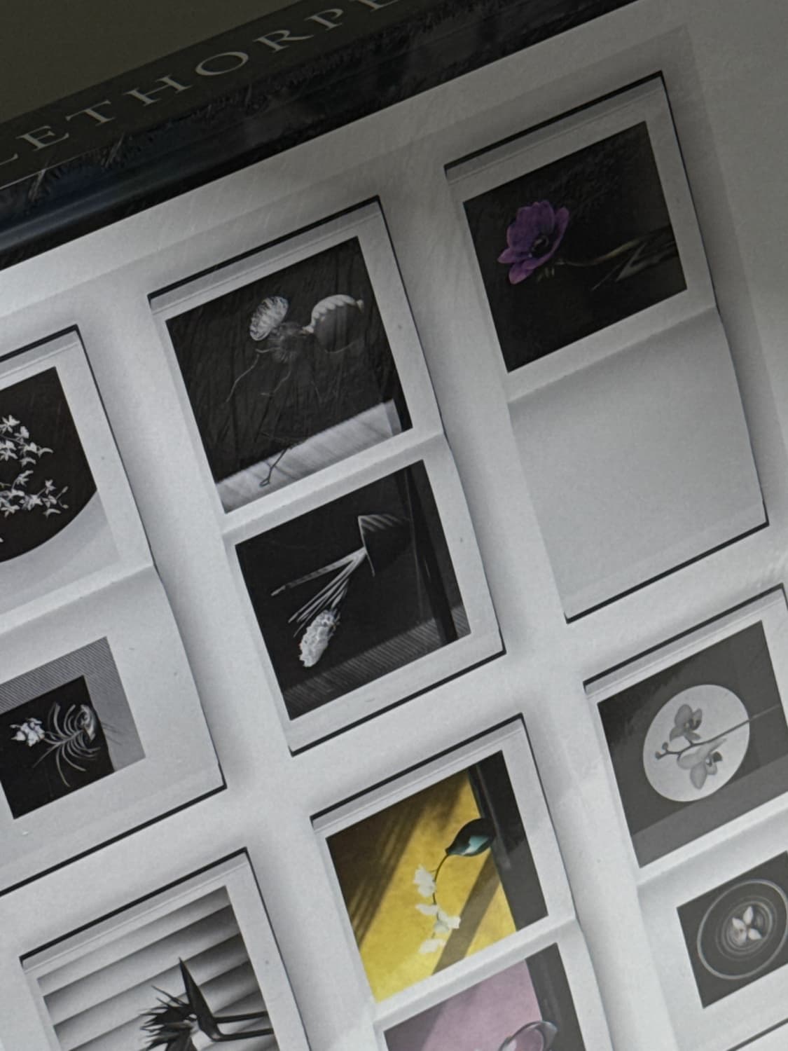 미개봉 / MAPPLETHORPE 로버트 메이플소프 플로라 사진집 상품이미지2