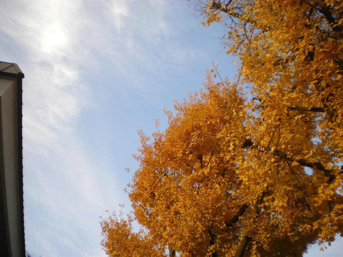 💜 펜탁스 Optio M40 퍼플 ✨ 감성디카 풀박스 세트 💕 상품이미지5