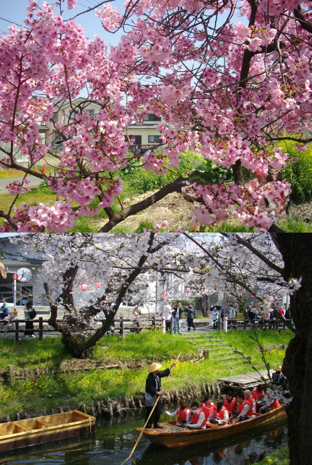 작례있음🌸 펜탁스 옵티오 e50 Pentax optio 상품이미지2