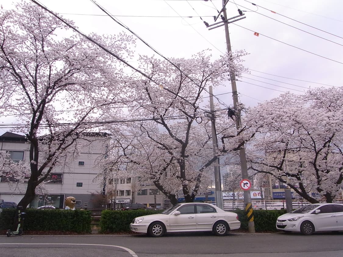 리코 디지털 카메라 Ricoh CX1 ( 작례포함) 상품이미지8