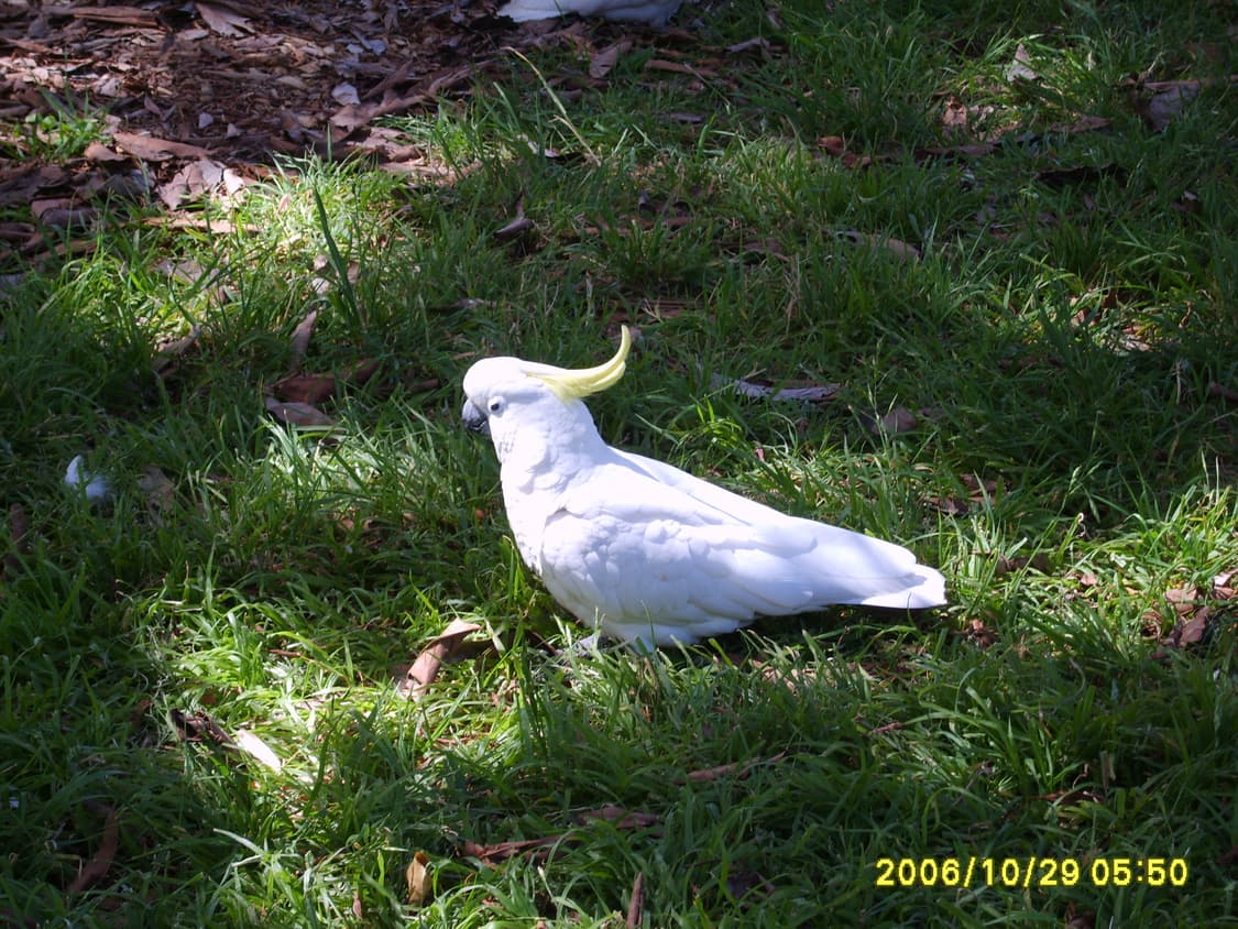 삼성 케녹스 S800 빈티지 디카 판매합니다 상품이미지9