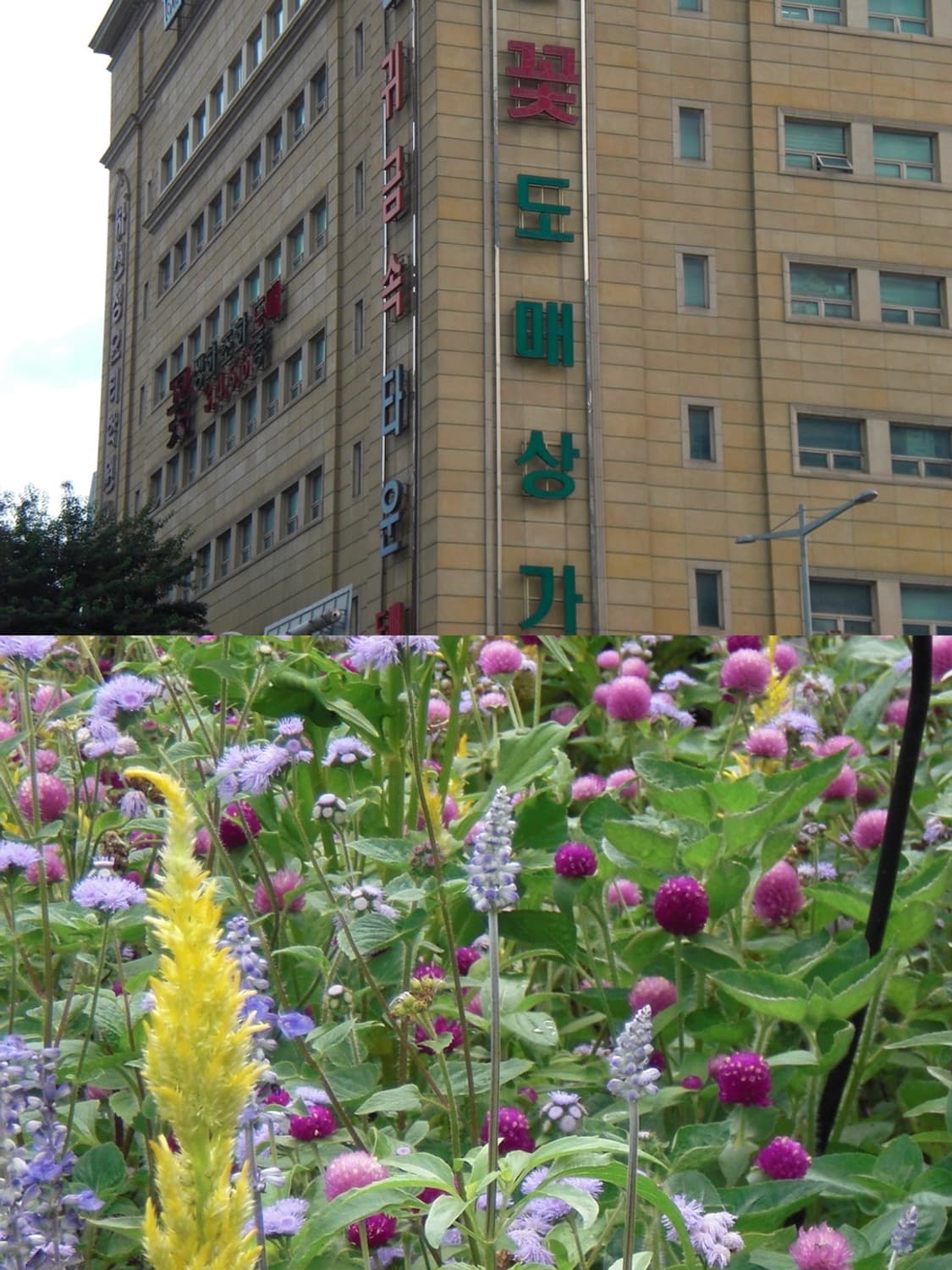 🌺 카시오 엑슬림 EX-Z80 🌺 빈티지 디카 상품이미지6