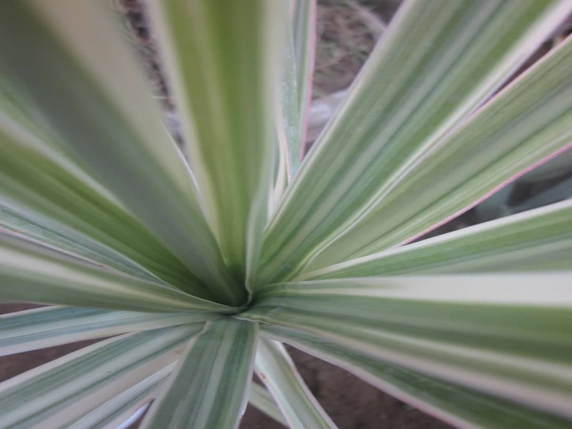 캐논 ixy digital 200/ixus v2 빈티지 디카 (MINT) 상품이미지8