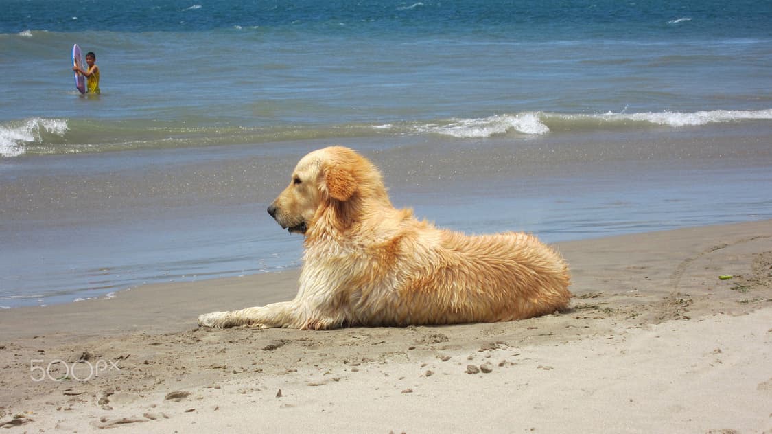 캐논 익서스 Canon IXUS 310 HS 핑크 상품이미지2