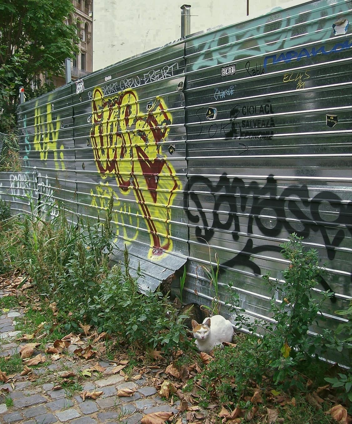 📸 Kodak EasyShare C703 상품이미지6