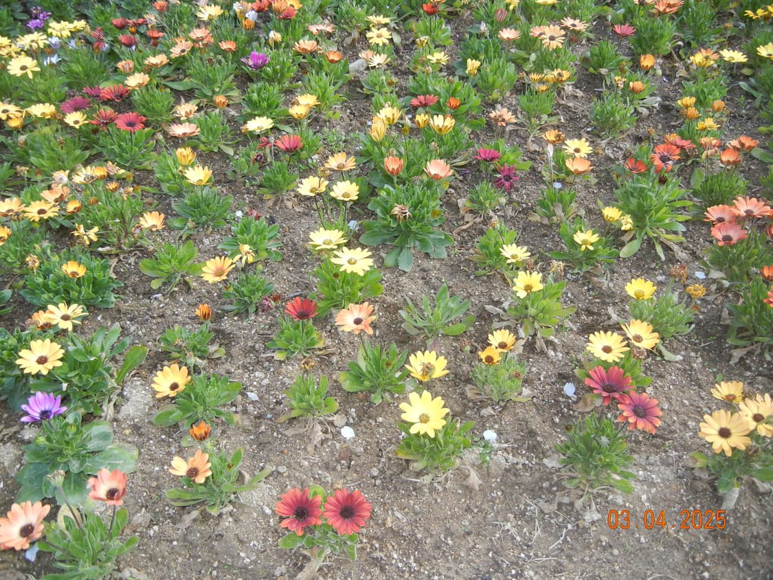 니콘 쿨픽스 s8100 디카 디지털카메라 판매 상품이미지5