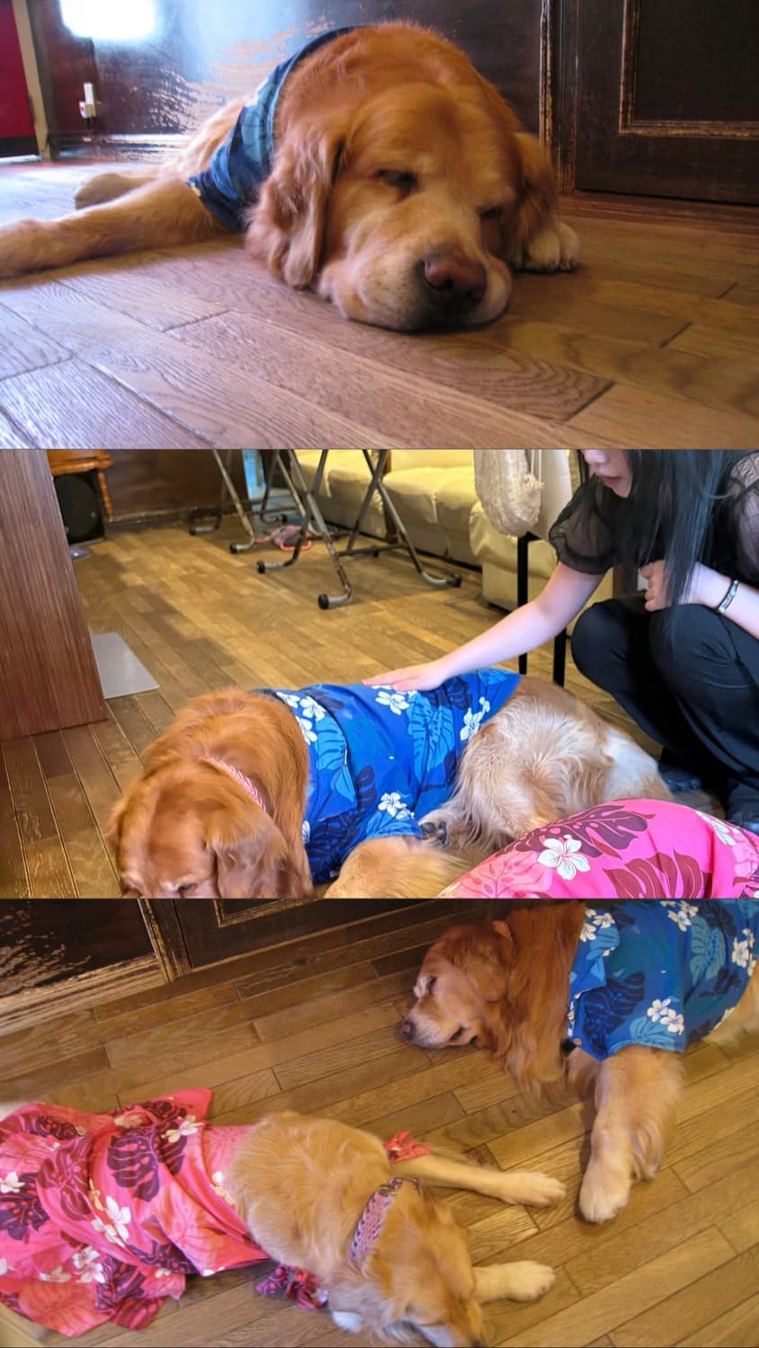 작례포함) 핑크 비비타 비비캠 Vivitar ViviCam 5118 상품이미지9