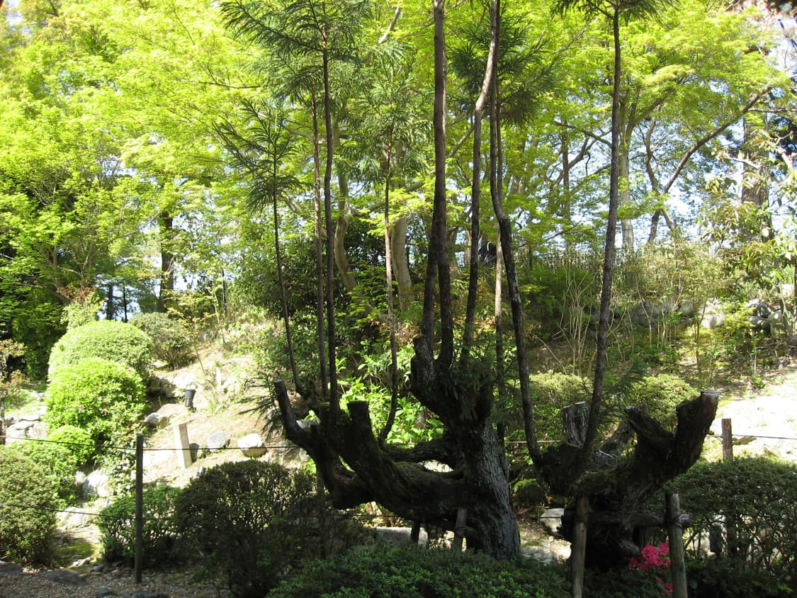 작례0) 유인,박보영 💗 canon ixus 800 (ixy800) 상품이미지8