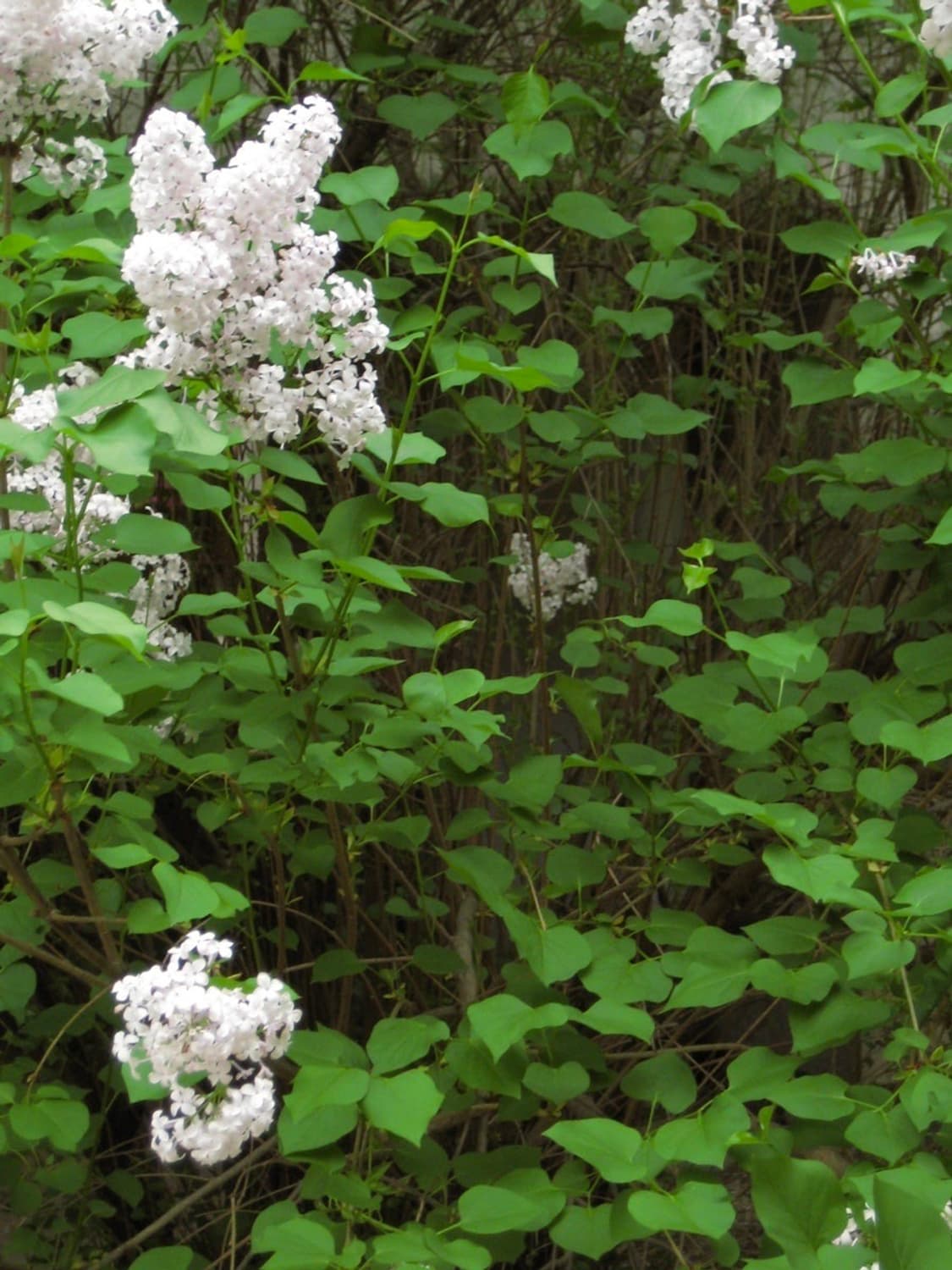 캐논 익서스 70 익시 10 canon ixus 70 빈티지 디카 상품이미지7