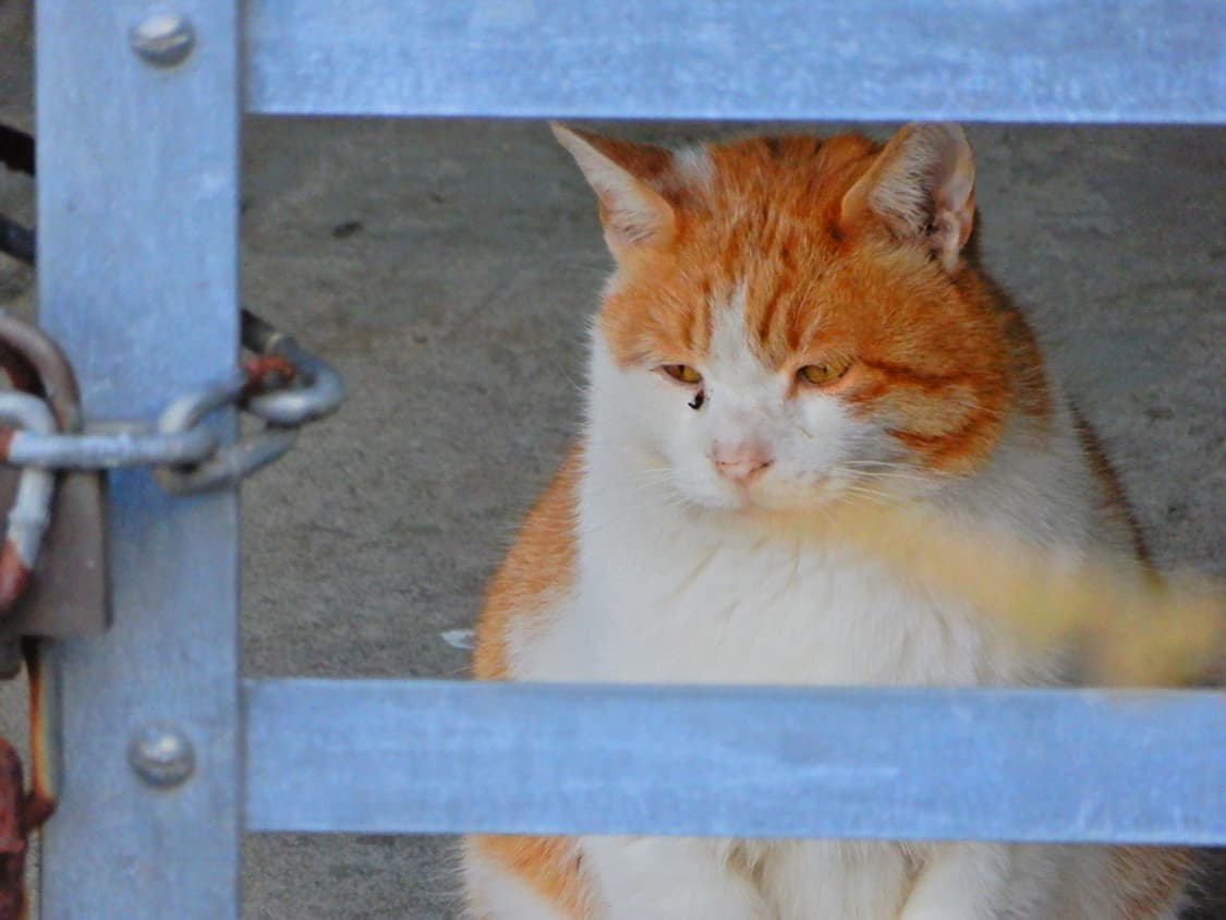 니콘 쿨픽스 Nikon COOLPIX A1000 블랙 상품이미지4