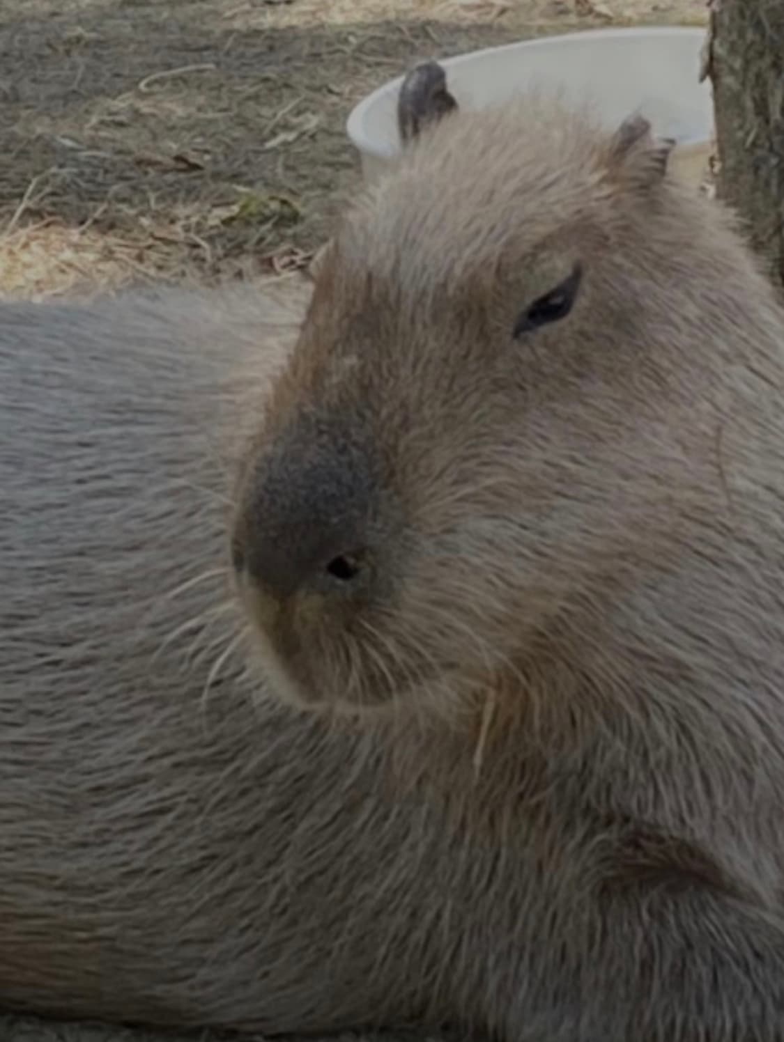 알랙산더 맥퀸 스니커즈 정 가품 구별 도와주실분 상품이미지1