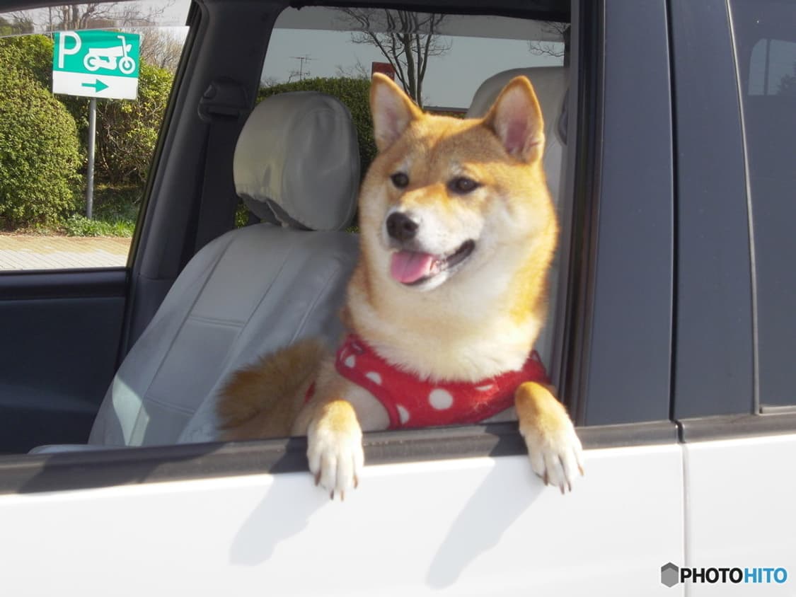 (14가지 스킨🖤) 펜탁스 옵티오 Pentax Optio RS1000 상품이미지7