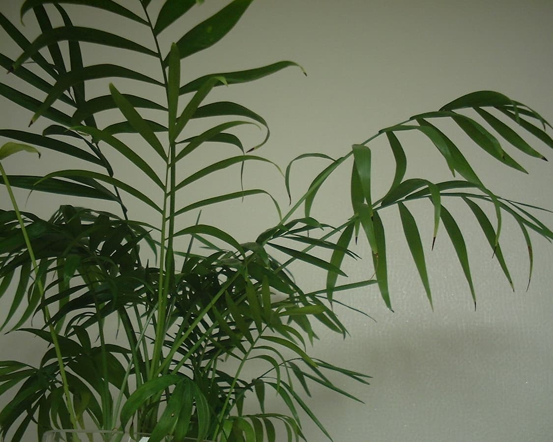 작례O) 후지필름 파인픽스 Fujifilm Finepix mx1500 상품이미지5