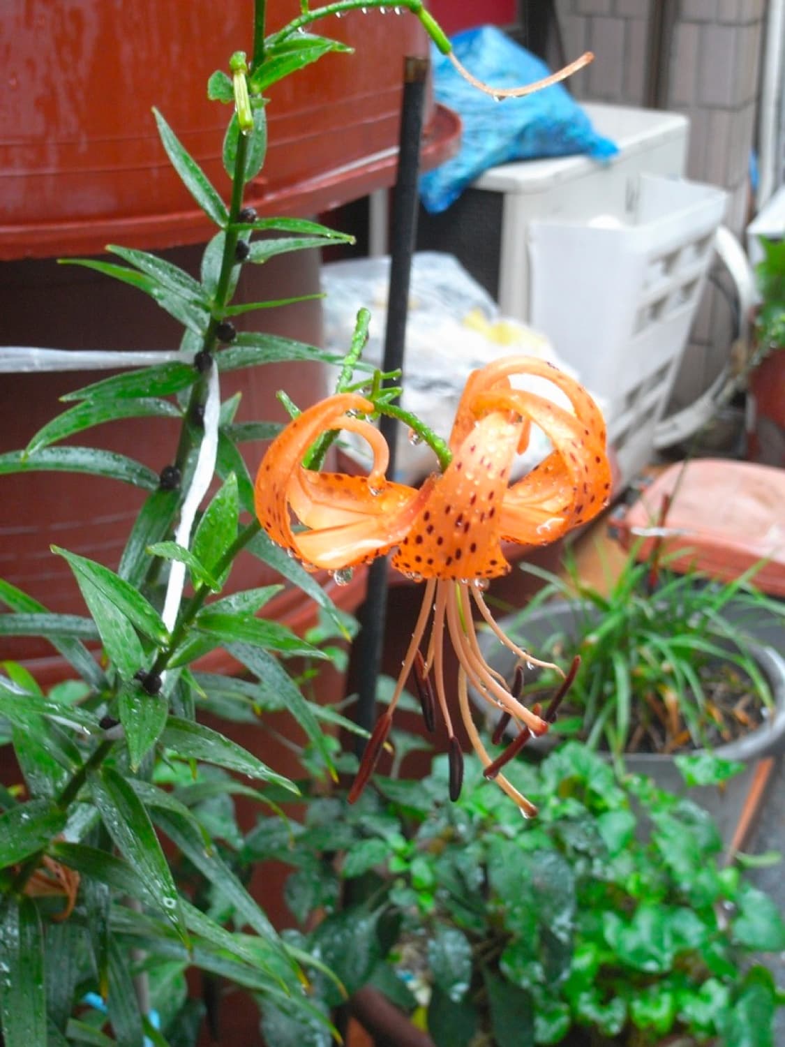 ♟️리코 GX100♟️ 빈티지 디카 상품이미지6