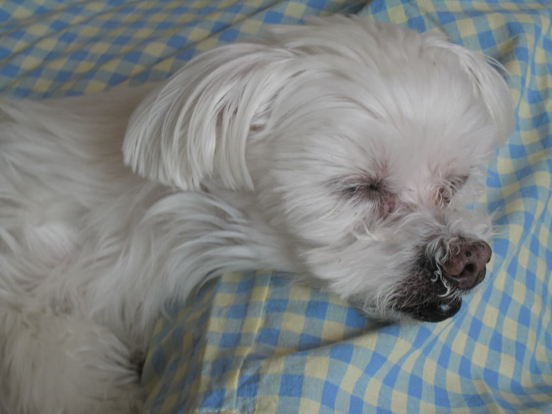 캐논 익서스 850is 상태좋음  상품이미지7