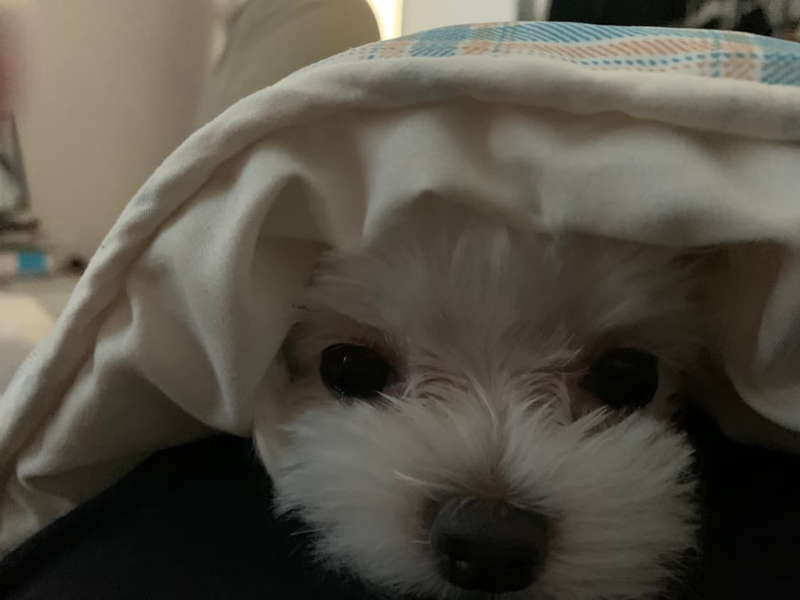 지용킴 결제창 상품이미지1