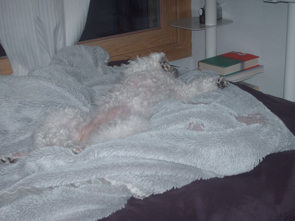 HP 포토스마트 E317 빈티지 디지털카메라 상품이미지9