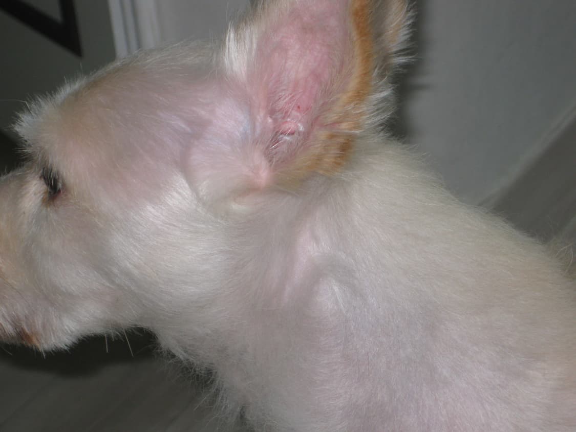 디카 캐논 익시 25(익서스85) 카메라 판매합니다 상품이미지7