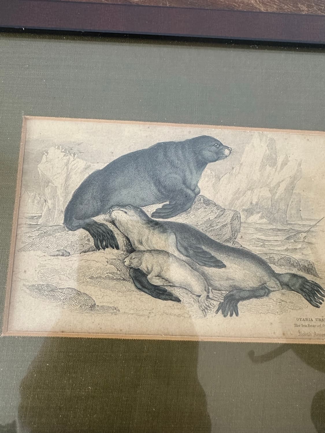 독일)빈티지 물개가족 액자 상품이미지2