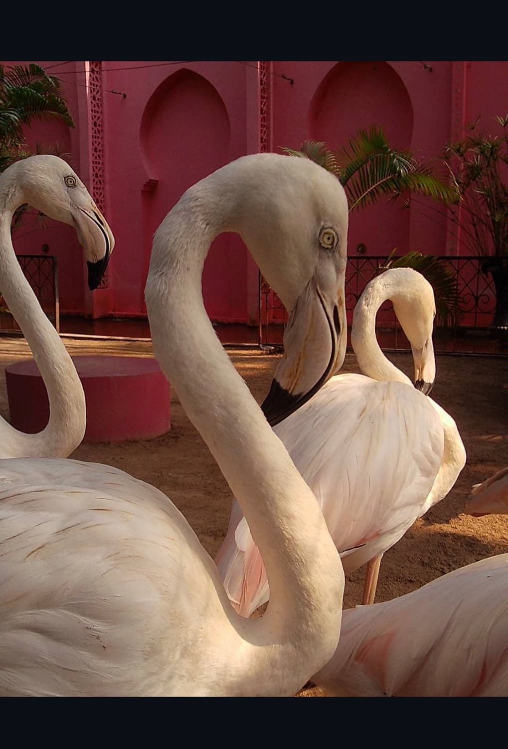 폴라로이드 디지털카메라 상품이미지8