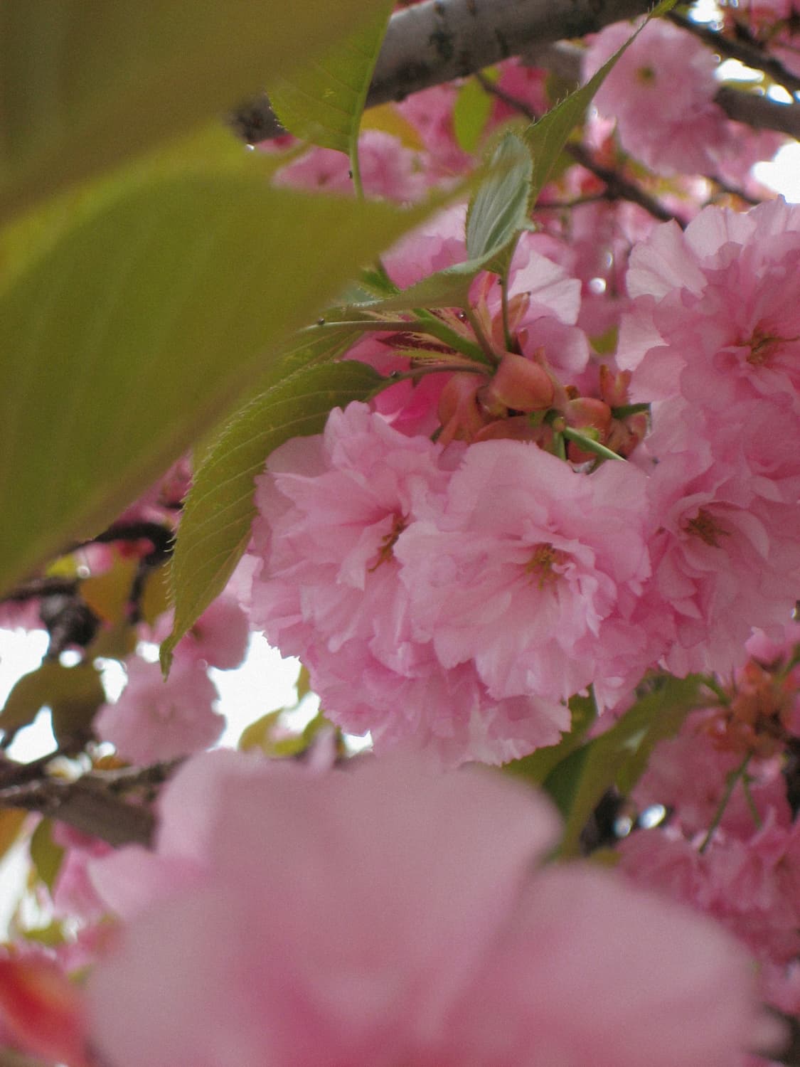 Canon IXY DIGITAL 60 / IXUS 55 상품이미지8