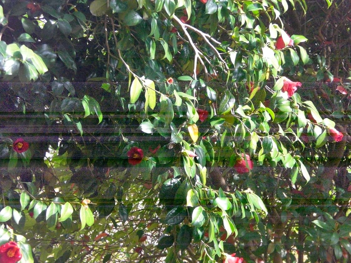 정크_ 카시오 Casio exilim Z77 상품이미지10