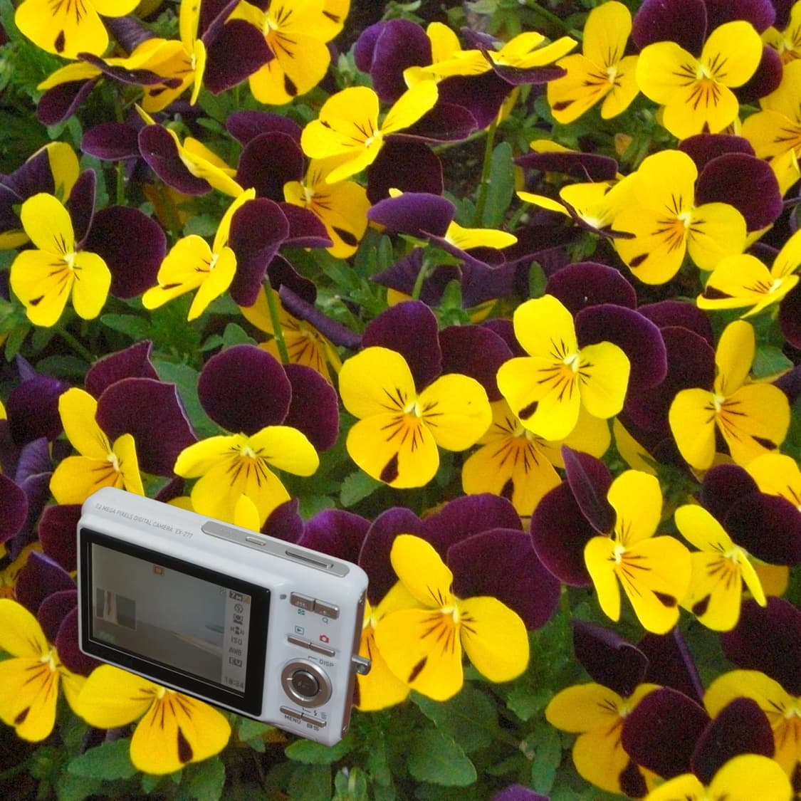 Casio EX-Z77(✨민트급/🎁풀패키지) 상품이미지7