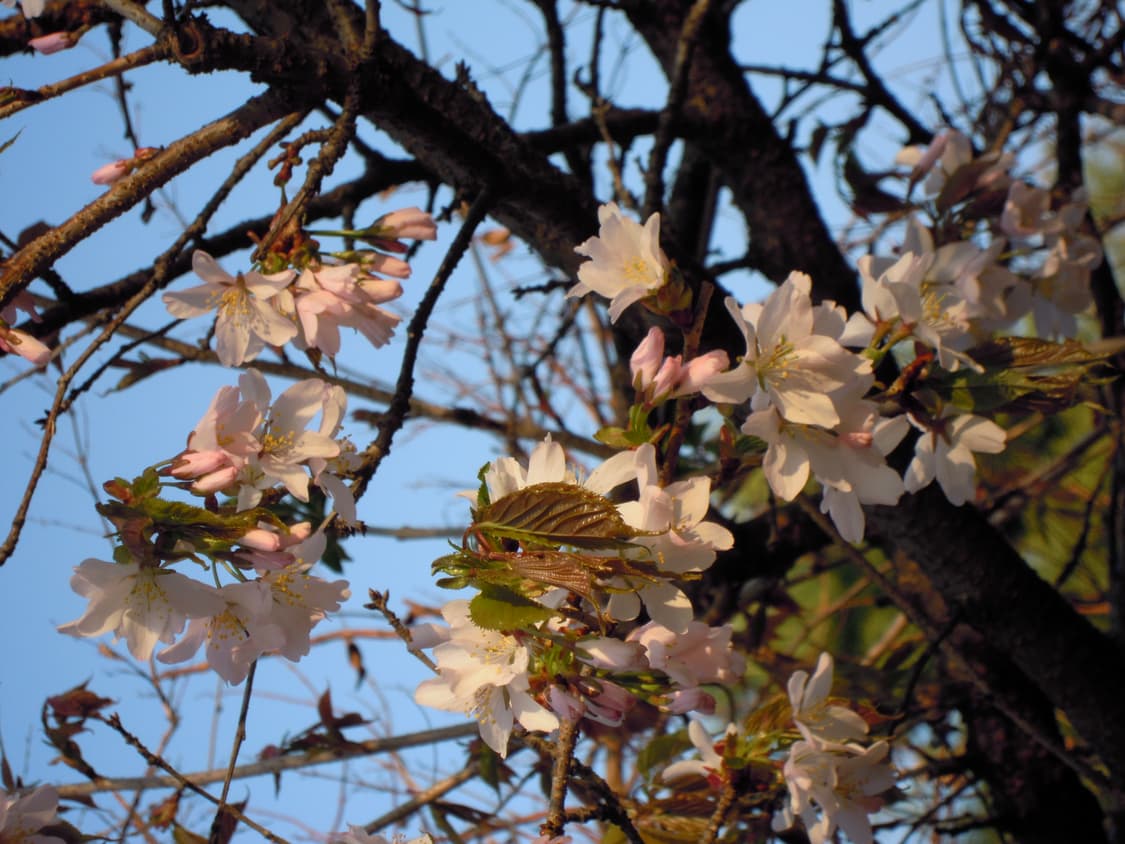 니콘 쿨픽스 S5100(작례O) 상품이미지6