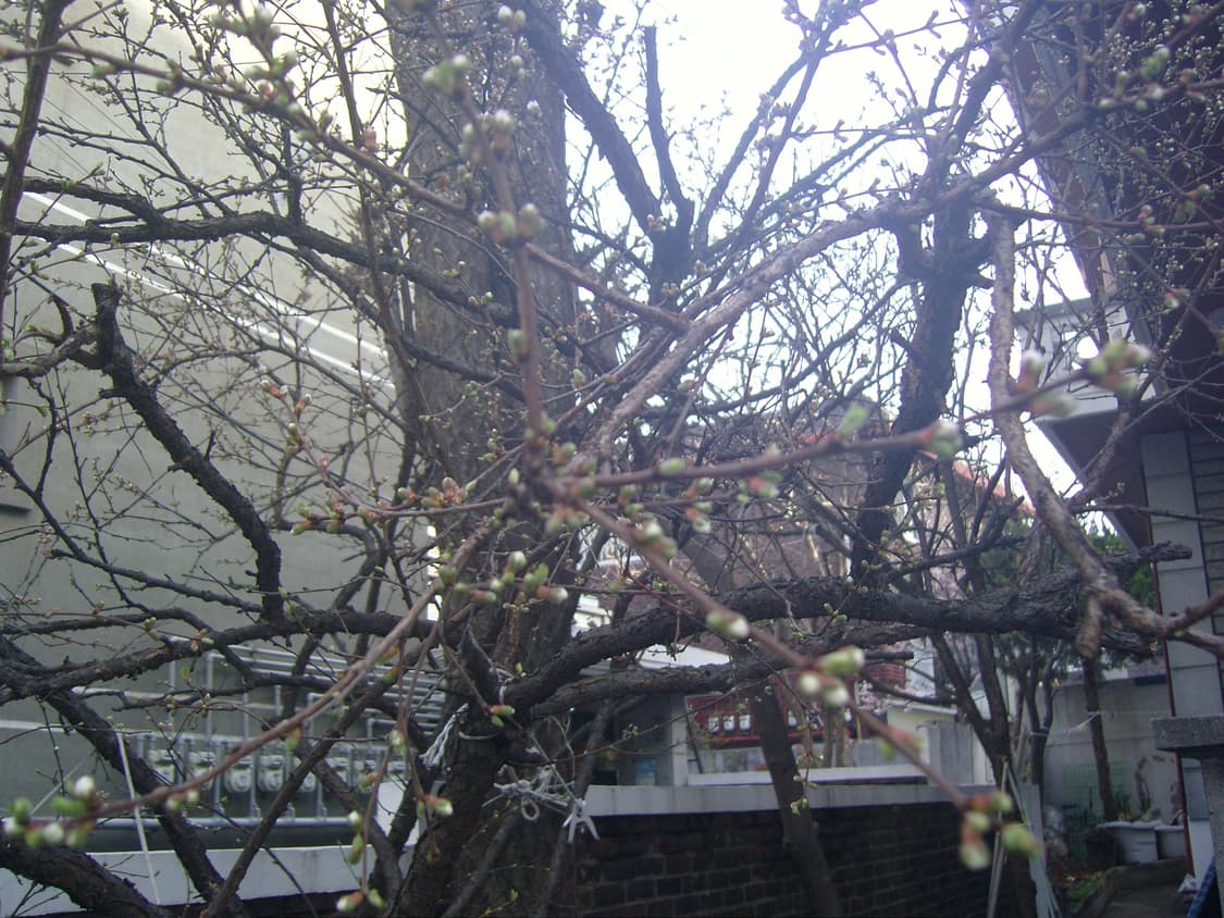 삼성 VLUU NV10 블랙 디카 (빈티지 카메라) 상품이미지6