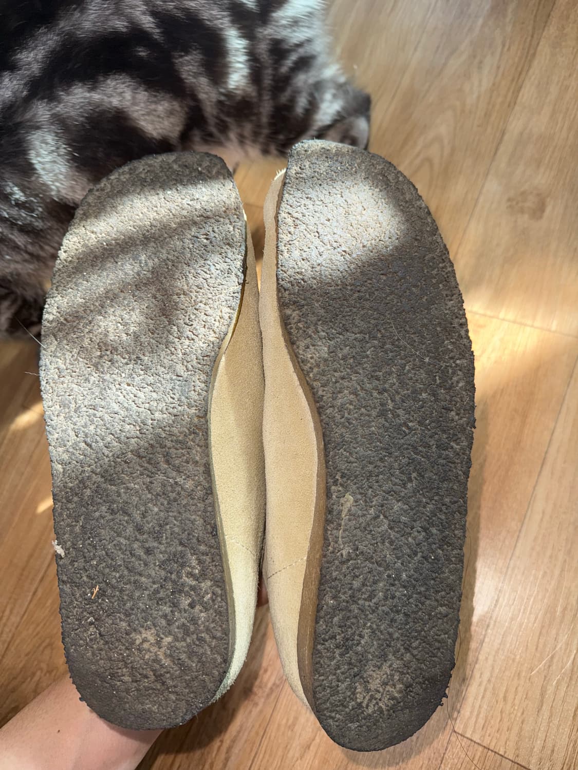 클락스 왈라비 메이플 스웨이드 상품이미지4