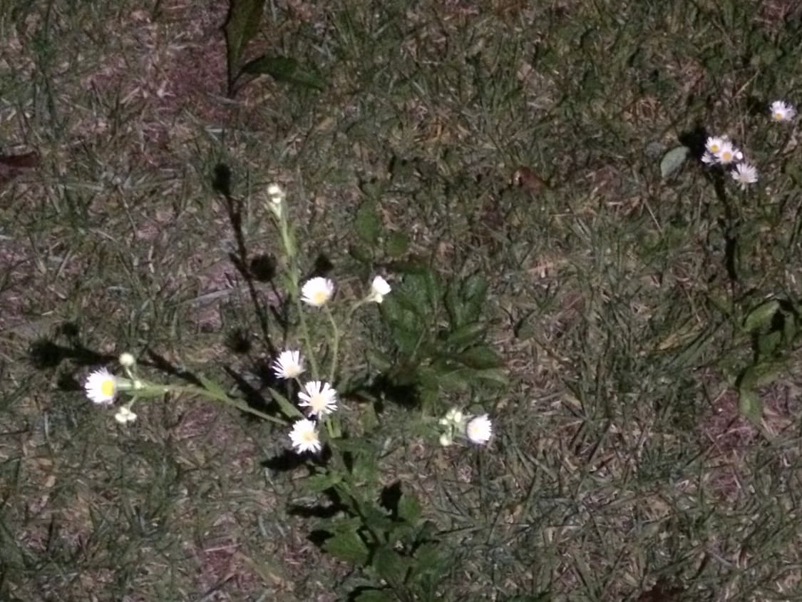 사진용 공기계 아이폰 5s 스페이스 그레이 상품이미지9