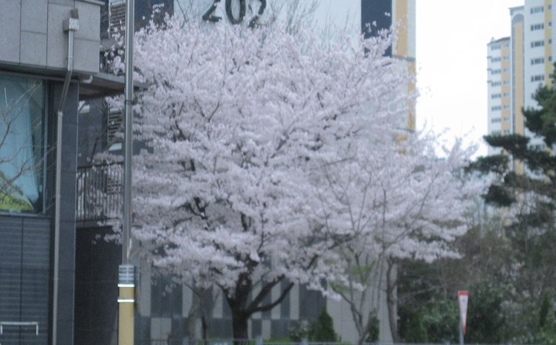 캐논 ixy 810 is (=ixus 950 is) 토모토모 디카, 작례 상품이미지6