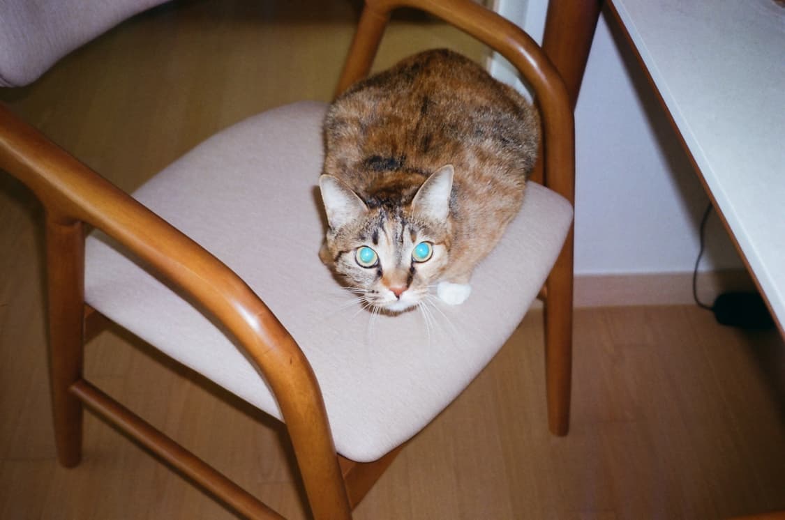 올림퓨스 뮤2블랙 상품이미지5