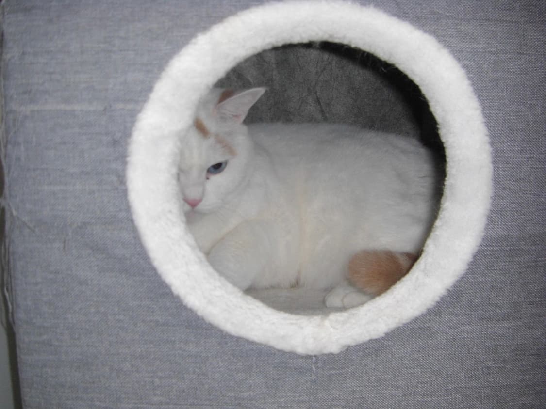 카시오 exilim v7 디카 엑슬림v7 빈티지카메라 상품이미지7