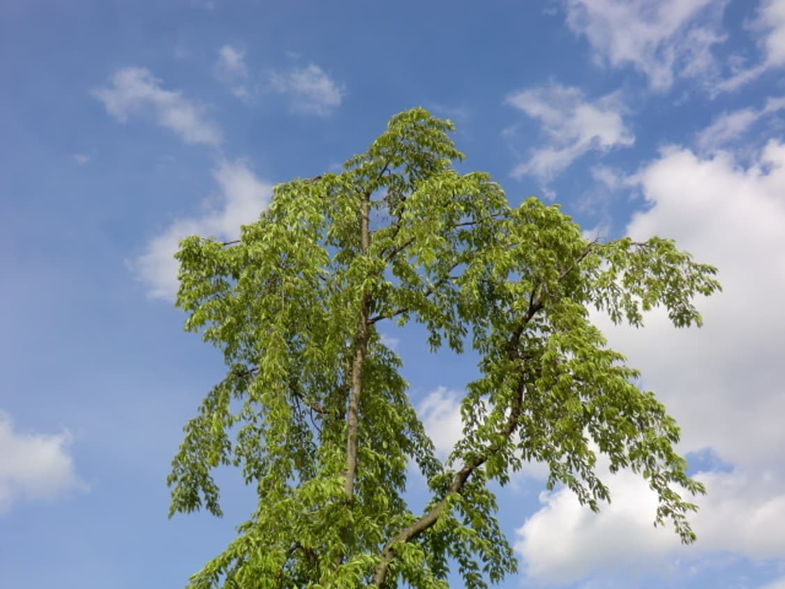 casio exilim ex-h5 (메이크업모드/최상급컨디션) 상품이미지3