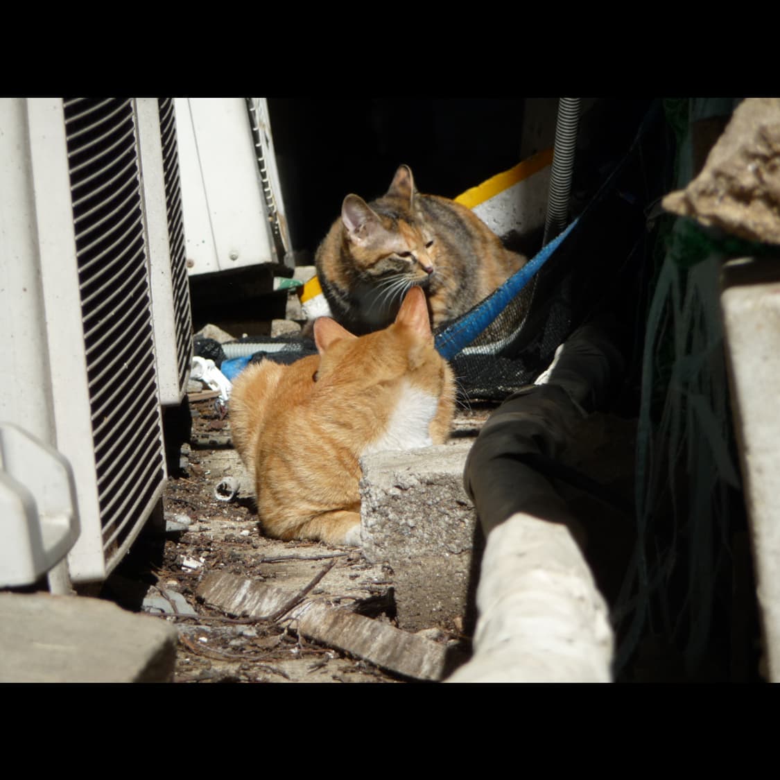 작례⭕️ 파나소닉 루믹스 DMC-TZ5 상품이미지3