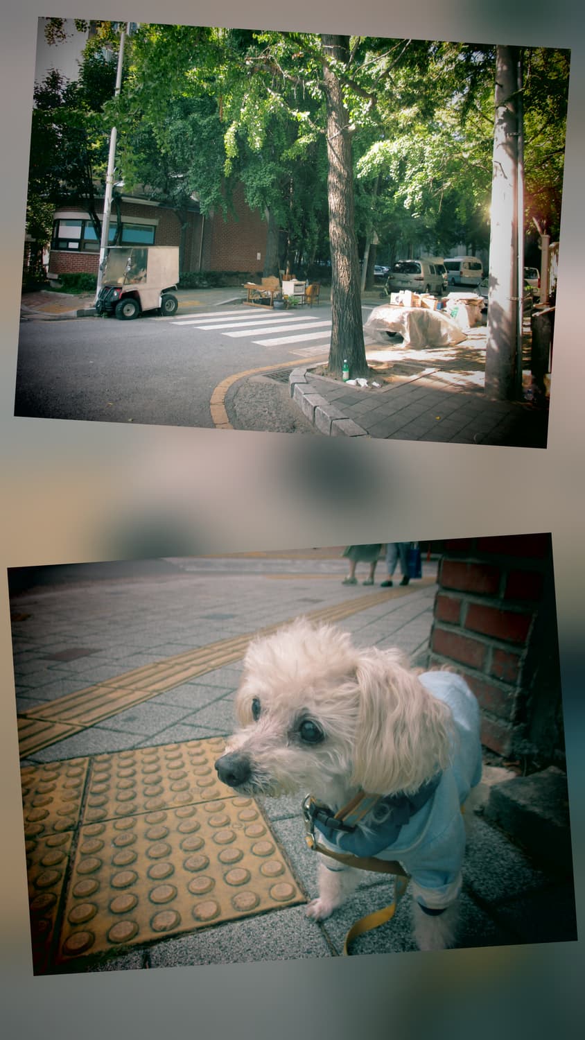 캐논 익서스 145 디지털카메라 상품이미지9