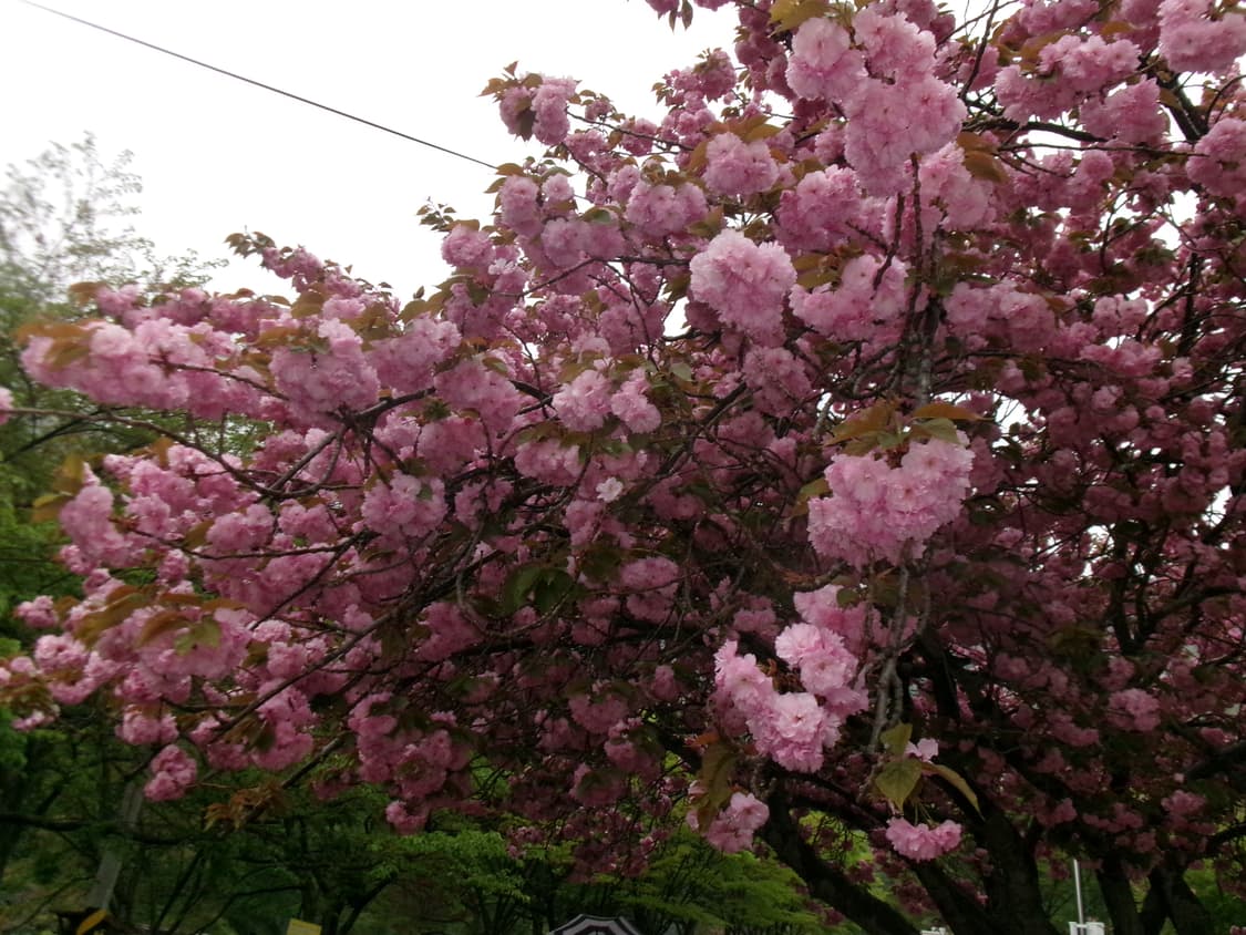 코닥 픽스프로 fz55 판매합니다!!(작례O) 상품이미지4