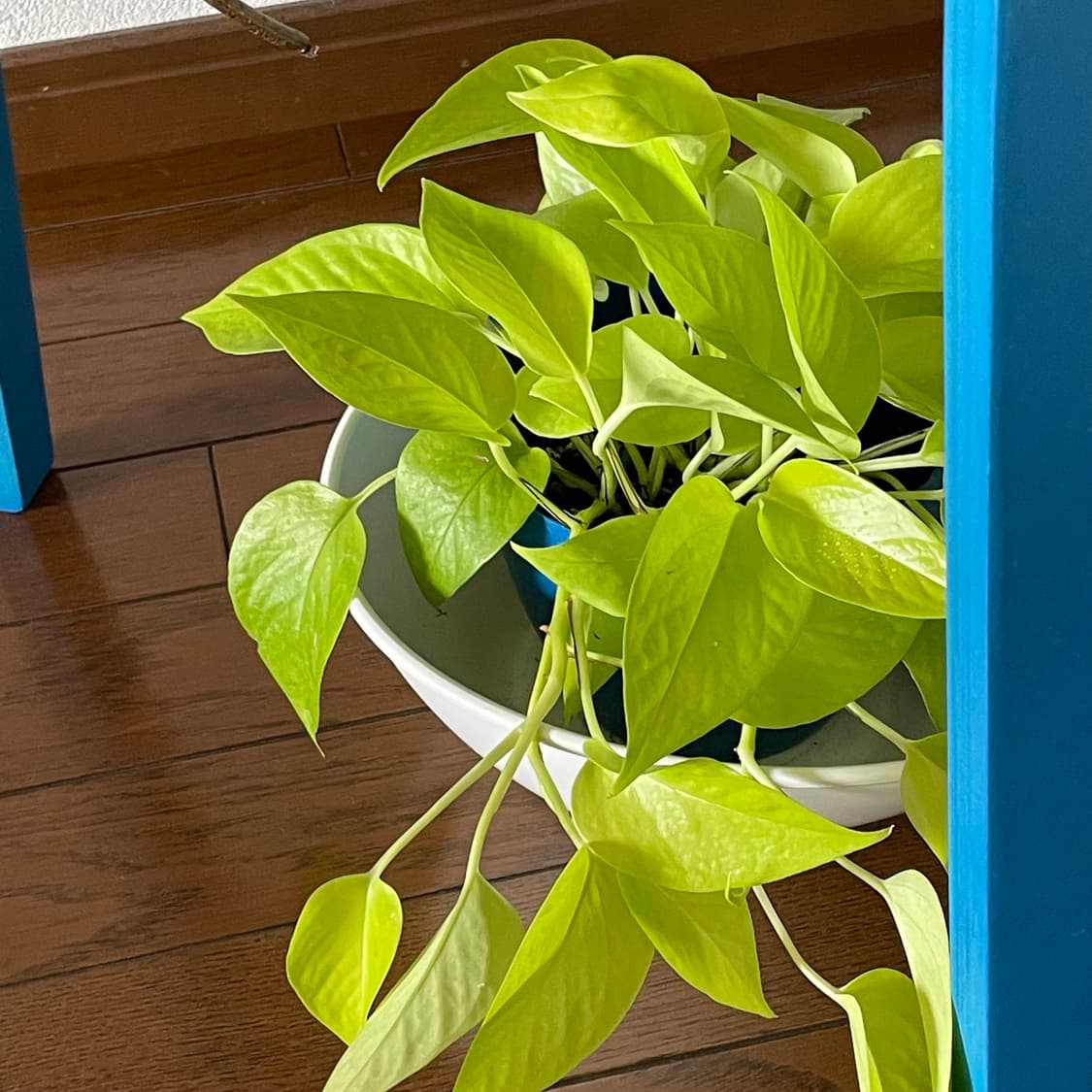 39사이즈 LOEWE 로에베 웨지 레이스업 [해외] 상품이미지10