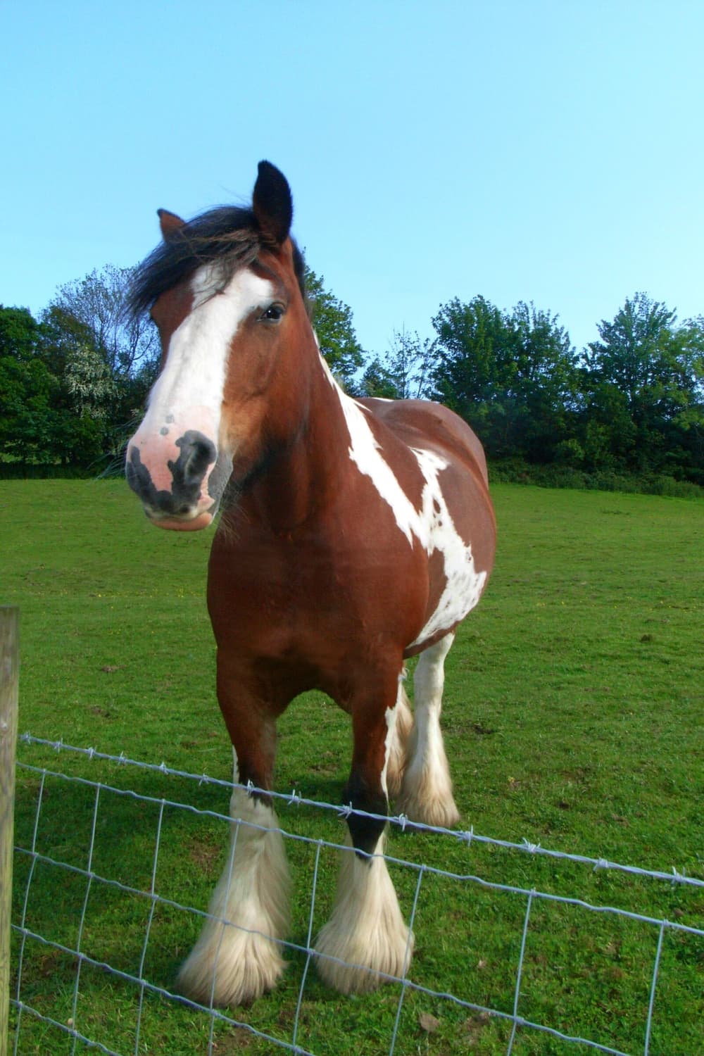 (입문용추천)리코 RICOH R5J 디카 한글 상품이미지9