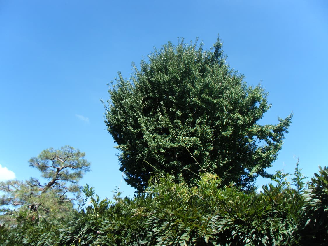 급전!!)) 후지필름 파인픽스 z250fd  팝니다. 상품이미지6