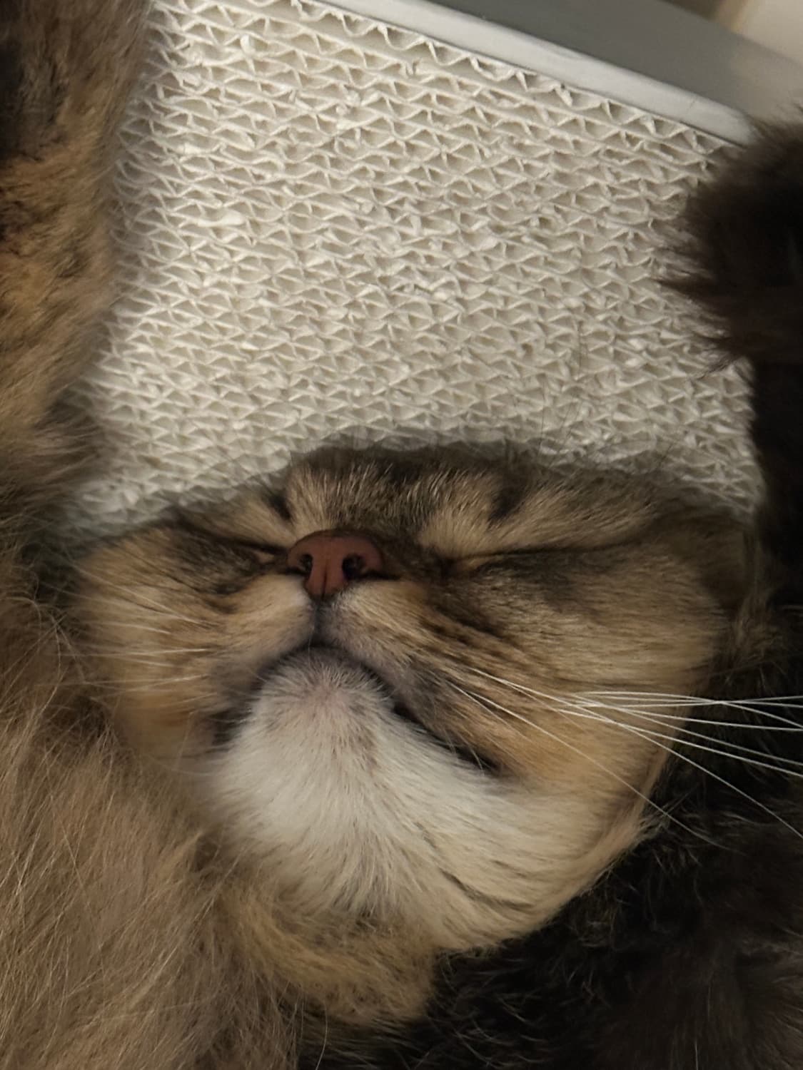 자라 하트 스토퍼 나일론 원피스 상품이미지1