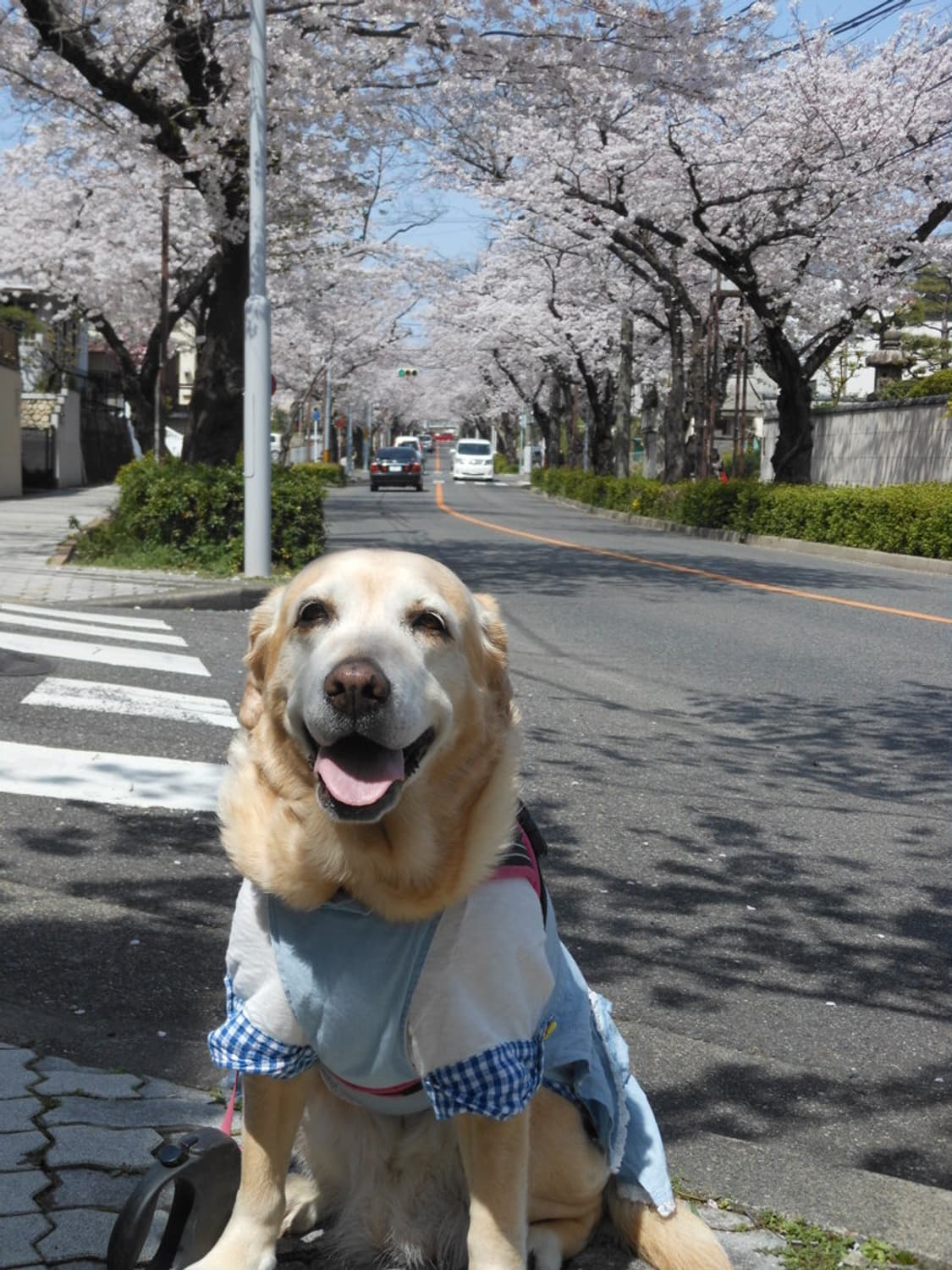 (색감/감성) 니콘 쿨픽스 S6200 디카 디지털카메라 상품이미지7