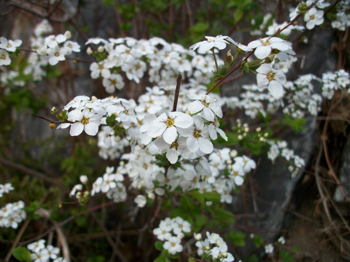 (작례)PENTAX Optio E85 펜탁스 옵티오 E85 상품이미지3