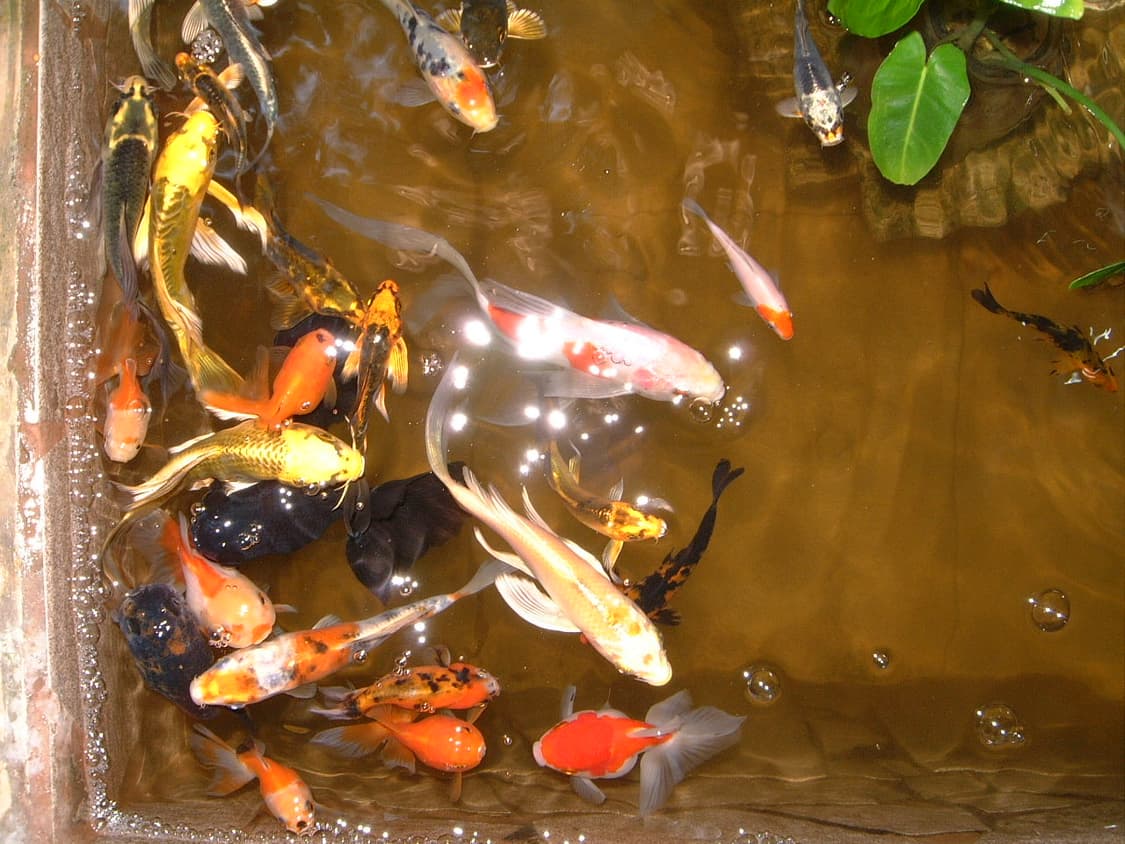 사연품3. 후지필름 파인픽스 4700z 상품이미지1